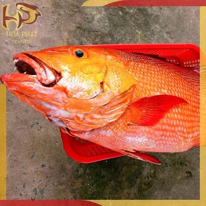 cá hồng chuối - cá hồng quả
