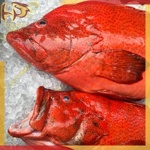 cá mú đỏ bịp 1