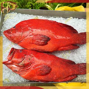 cá mú đỏ bịp