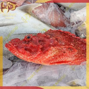 cá mú đỏ mặt quỷ