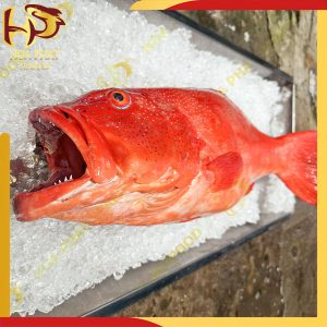 cá mú đỏ sao xanh