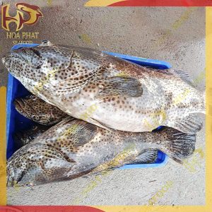 cá mú san hô đen -1