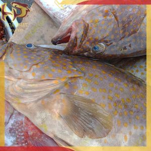 cá mú sao vàng - 1