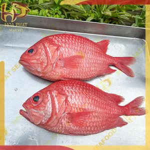 cá sơn găng - sơn đỏ - 1