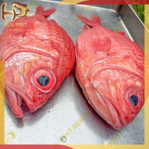 cá sơn găng - sơn đỏ - 2