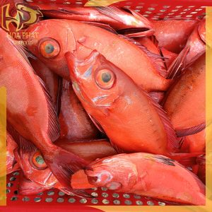 cá sơn thóc - cá bã trầu