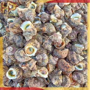 ốc mặt trăng - ốc xà cừ - 1